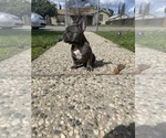 Small Photo #2 French Bulldog Puppy For Sale in MODESTO, CA, USA