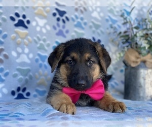 German Shepherd Dog Puppy for sale in LANCASTER, PA, USA