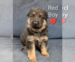 Small #2 German Shepherd Dog