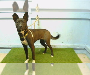 Labsky Dogs for adoption in Downey, CA, USA