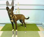 SWEETHEART - Female Labsky Dog for Adoption - Small photo