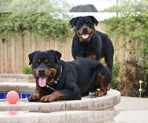Rottweiler Puppy for sale in YUCAIPA, CA, USA