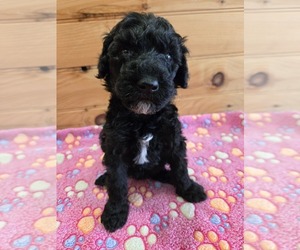 Poodle (Standard) Puppy for sale in WILLIAMSTOWN, KY, USA