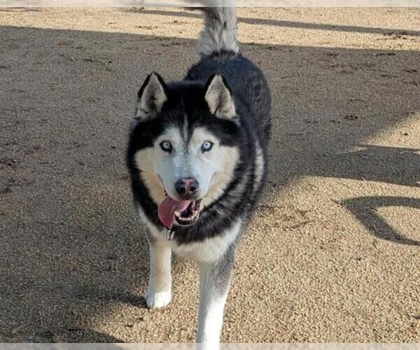 Medium Photo #1 Siberian Husky-Unknown Mix Puppy For Sale in Martinez, CA, USA