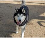 Small Siberian Husky Mix