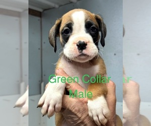 Boxer Puppy for sale in LAURENS, SC, USA