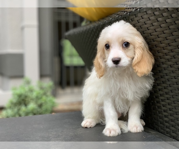 Medium Photo #2 Cavachon Puppy For Sale in HOUSTON, TX, USA