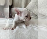 Small Photo #11 French Bulldog Puppy For Sale in JOHNS ISLAND, SC, USA