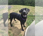Small #2 Labrador Retriever