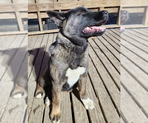 Medium Photo #7 Akita Puppy For Sale in MEM, TN, USA