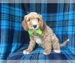 Small #3 Cavapoo