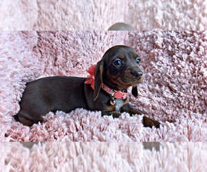 Dachshund Puppy for sale in LOCUST GROVE, GA, USA