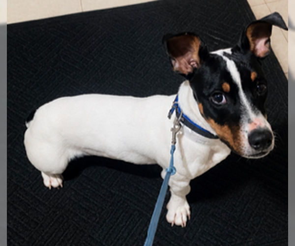 Medium Photo #4 Jack Russell Terrier-Unknown Mix Puppy For Sale in Crete, IL, USA