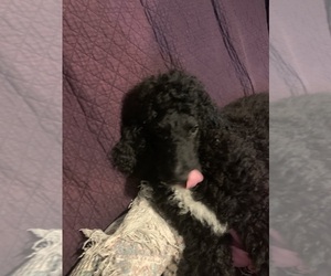 Poodle (Standard) Puppy for sale in TOLEDO, OH, USA