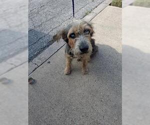 Airedale Terrier-Unknown Mix Dogs for adoption in Houston, TX, USA