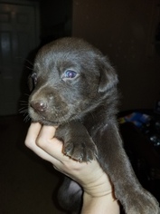 Labrador Retriever Puppy for sale in JASPER, GA, USA