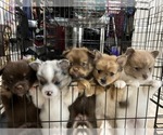 Small Photo #2 Pomeranian Puppy For Sale in DE LEON SPRINGS, FL, USA