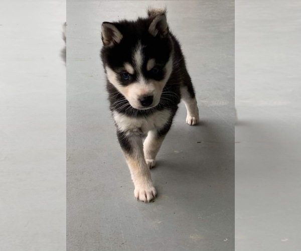 Medium Photo #3 Alaskan Klee Kai Puppy For Sale in CROSSTOWN, OH, USA