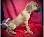Small #1 Labrador Retriever Mix