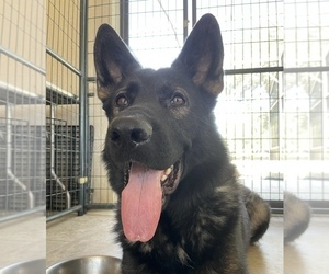 German Shepherd Dog Dogs for adoption in CLERMONT, FL, USA