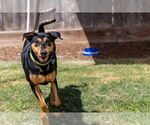 Small #9 Doberman Pinscher-Pointer Mix