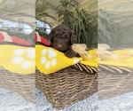 Small #2 Labradoodle