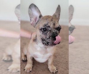 French Bulldog Puppy for sale in TAMPA, FL, USA