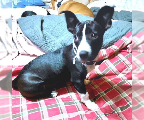 Medium Photo #3 Mountain Cur-Plott Hound Mix Puppy For Sale in Rutherfordton, NC, USA