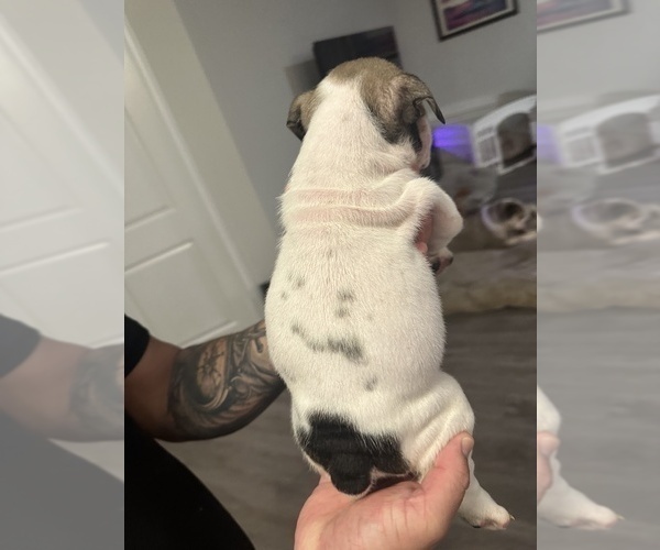 Medium Photo #10 English Bulldog Puppy For Sale in WEEKI WACHEE, FL, USA