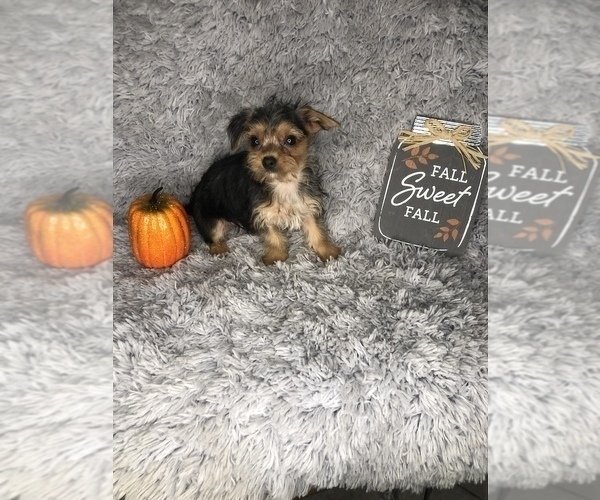 Medium Photo #5 Yorkshire Terrier Puppy For Sale in INDIANAPOLIS, IN, USA