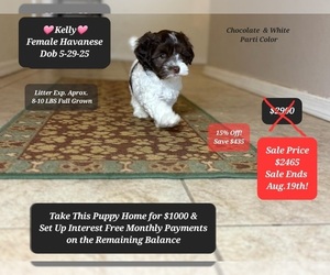 Havanese Puppy for sale in TUCSON, AZ, USA