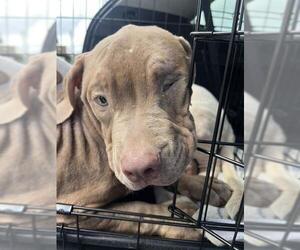 American Staffordshire Terrier Dogs for adoption in Fort Lauderdale, FL, USA