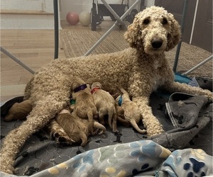 Mother of the Goldendoodle puppies born on 01/10/2024