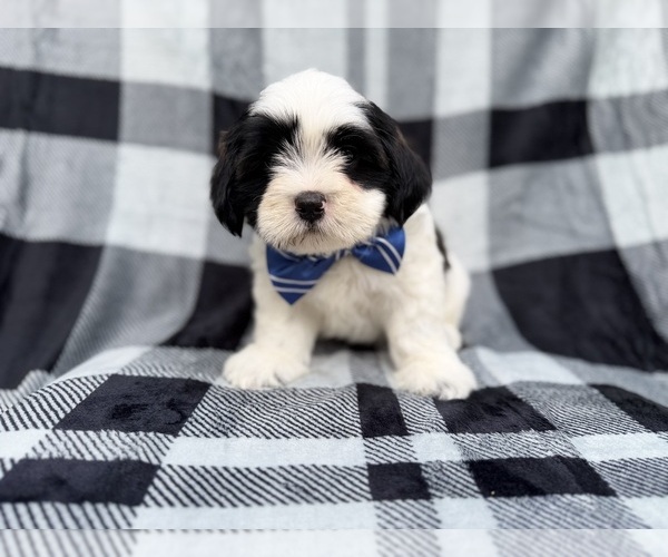 Medium Photo #2 Zuchon Puppy For Sale in LAKELAND, FL, USA