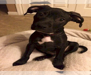 American Pit Bull Terrier Puppy for sale in DETROIT, MI, USA