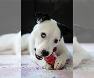 Caliente - Female Mutt Dog for Adoption - Photo #9