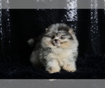 Small #4 Pomeranian
