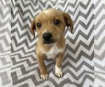 Small #2 Chihuahua Mix
