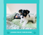 Puppy Puppy 1 Yorkshire Terrier