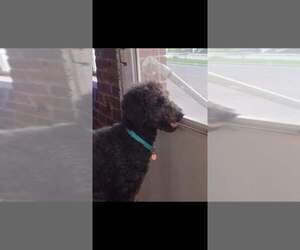 Mollie (AL-1) - Female Mutt Dog for Adoption - Photo #13
