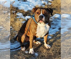 Rambo - Male American Pit Bull Terrier Dog for Adoption - Photo #5