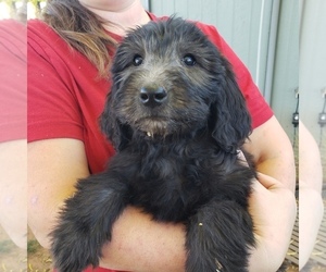 Goldendoodle Puppy for sale in MESA, AZ, USA