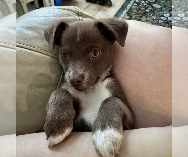 Medium Photo #3 Chiranian Puppy For Sale in Spring Lake, NC, USA