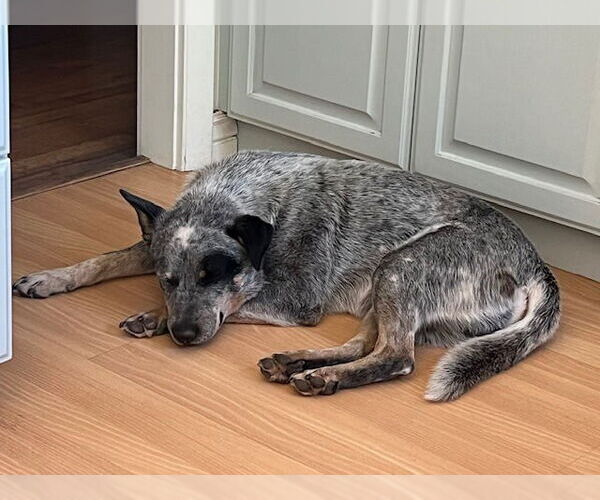 Medium Photo #9 Mutt Puppy For Sale in Salt Lake City, UT, USA