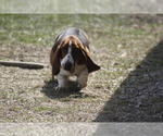 Small Photo #1 Basset Hound Puppy For Sale in MEMPHIS, MO, USA