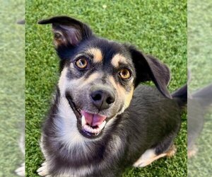 Doxle Dogs for adoption in Agoura Hills, CA, USA