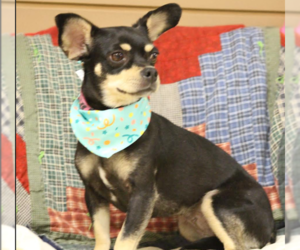 Chihuahua-Unknown Mix Dogs for adoption in Cranston, RI, USA