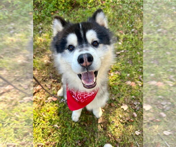 Medium Photo #4 Alaskan Malamute Puppy For Sale in Lawrenceville, NJ, USA
