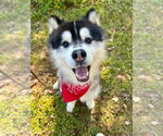 Small #3 Alaskan Malamute