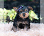 Small Photo #97 Yorkshire Terrier Puppy For Sale in WARSAW, IN, USA
